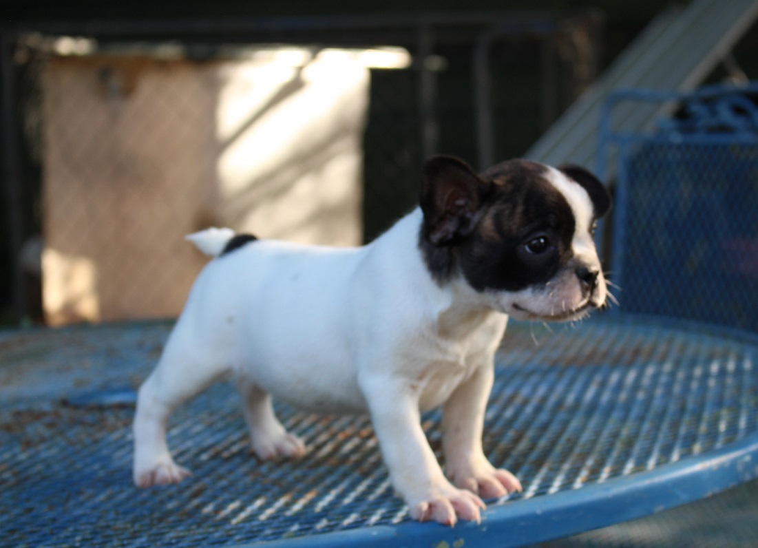 Frenchton and French Bulldog Puppies for Sale - Highnote Alabama