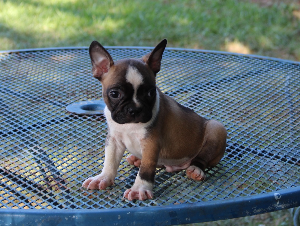 Frenchton and French Bulldog Puppies for Sale - Highnote Alabama