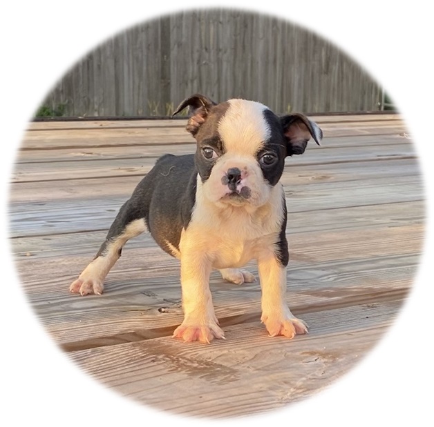 Frenchton and French Bulldog Puppies for Sale - Highnote Alabama