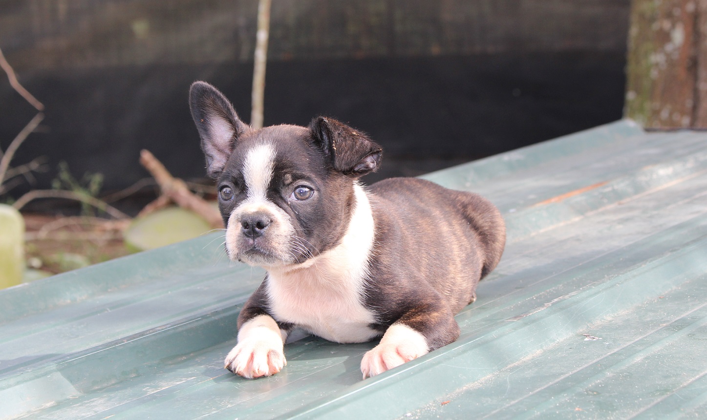 Frenchton and French Bulldog Puppies for Sale - Highnote Alabama